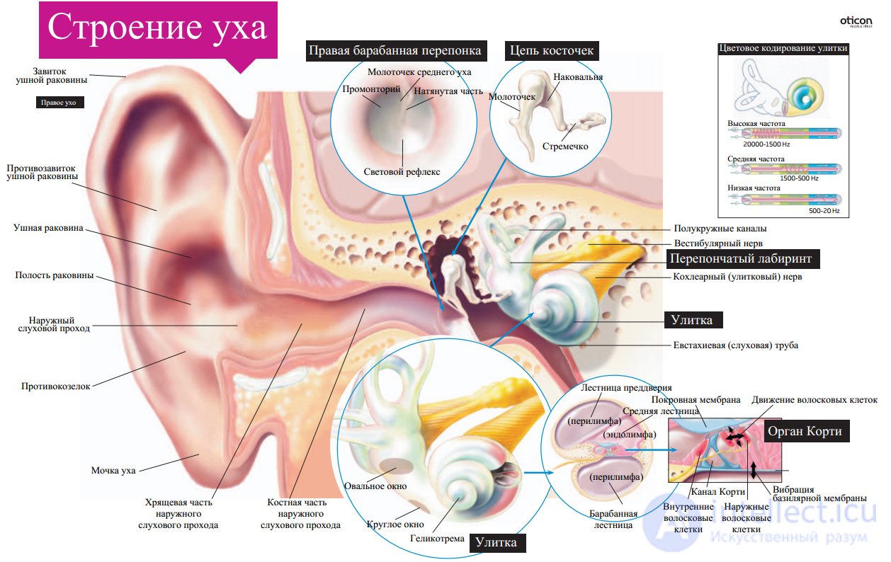 5 Physiology and hygiene of sensory systems.  Human visual and auditory system