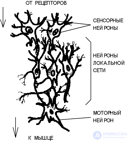   Biological neuron and its cybernetic model. 