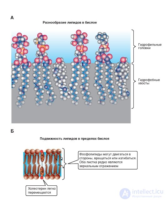   Lipid membranes.  Sphingosine-substituted lipids.  Steroids.  Bilayer lipids.  Lipid mobility 