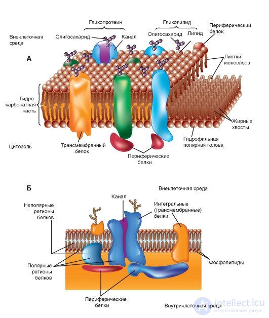   Protein membranes.  Integral membrane proteins in the membrane model. 