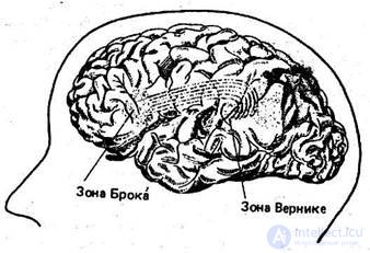 Language structure and brain structure